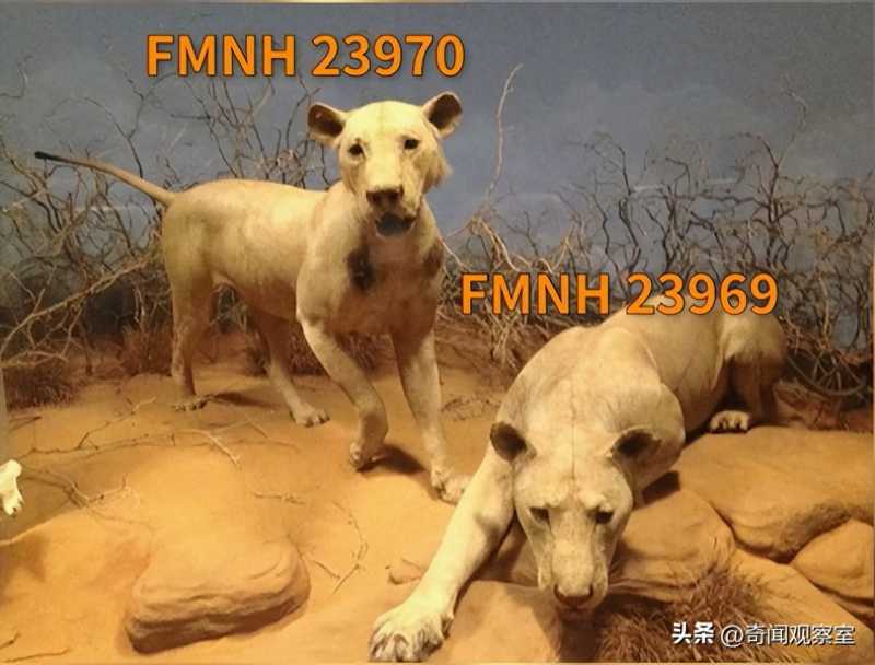 两头雄狮疯狂攻击人类,135人命丧狮口,吓的几千人的队伍大逃亡