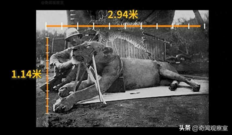 两头雄狮疯狂攻击人类,135人命丧狮口,吓的几千人的队伍大逃亡
