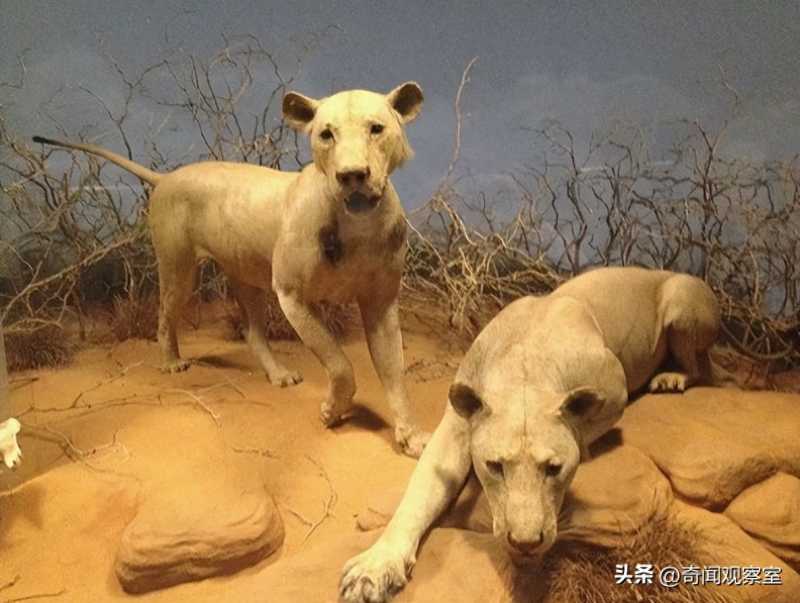 两头雄狮疯狂攻击人类,135人命丧狮口,吓的几千人的队伍大逃亡