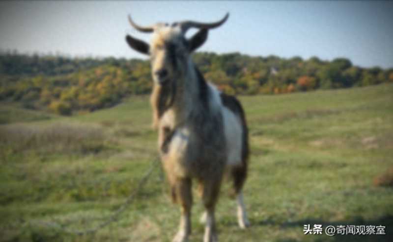 两头雄狮疯狂攻击人类,135人命丧狮口,吓的几千人的队伍大逃亡