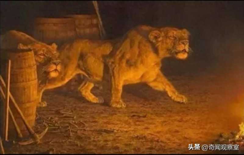 两头雄狮疯狂攻击人类,135人命丧狮口,吓的几千人的队伍大逃亡