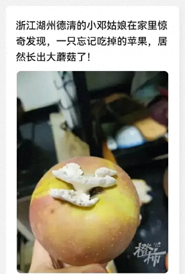 奇闻共享:女子家中的苹果长出大蘑菇,中科院专家“千里求购”