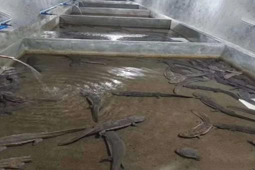 伽马射线暴到底有多厉害？只要十秒，就可以摧毁地球85%的生物