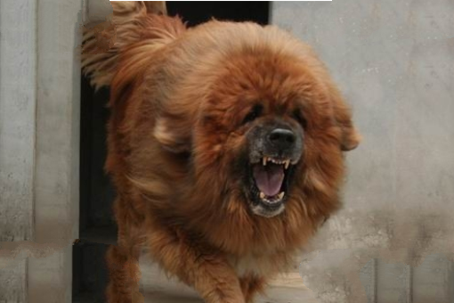中国藏獒十大獒王排名，中国最有名的藏獒推荐