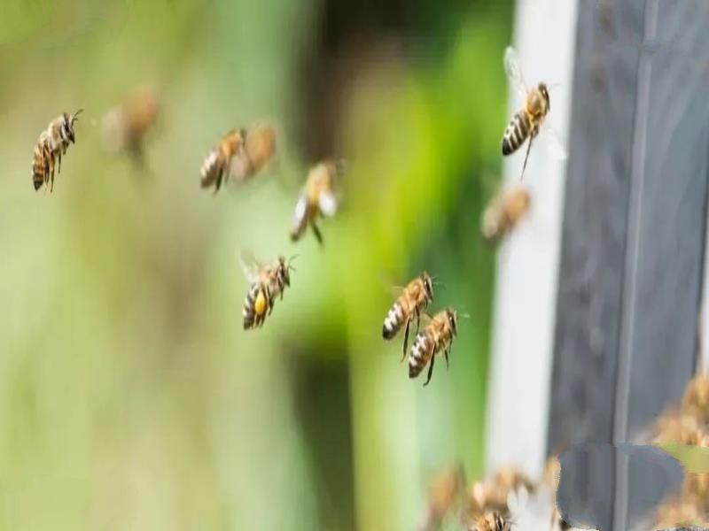 蜜蜂为什么喜欢围绕着人飞舞，其实它是想告诉你这些信息