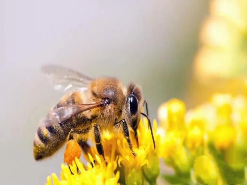 蜜蜂为什么喜欢围绕着人飞舞，其实它是想告诉你这些信息