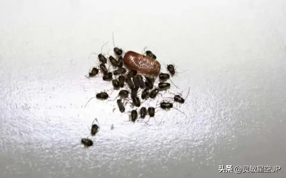 震惊！小区惊现“放生”蟑螂奇闻，女子行为引发热议与深思。。。