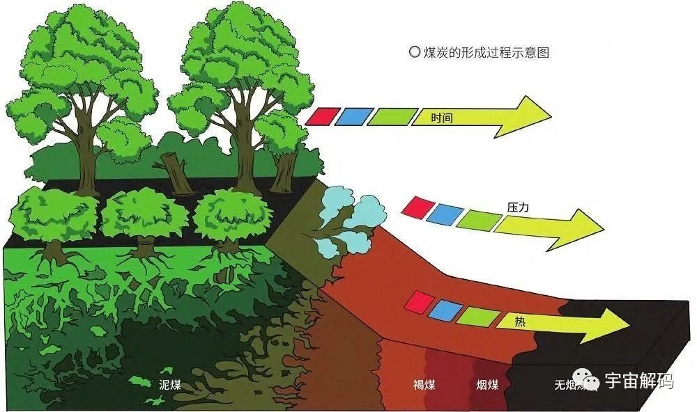 山西120米厚的煤层至少要2440米的植物遗骸堆积？